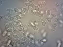 Attēlu rezultāti vaicājumam “Cylindrobasidium evolvens”