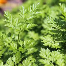 Image result for Kerbel