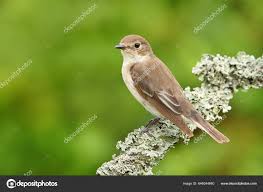 Attēlu rezultāti vaicājumam “Ficedula hypoleuca juvenile”