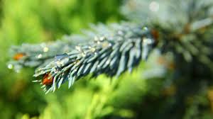 Attēlu rezultāti vaicājumam “Picea abies fo. virgata”