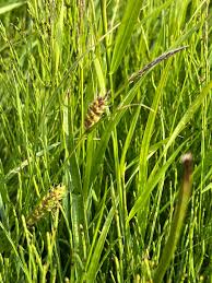 Attēlu rezultāti vaicājumam “Carex hirta”