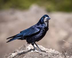 Attēlu rezultāti vaicājumam “Corvus frugilegus”