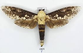 Attēlu rezultāti vaicājumam “Cossidae”