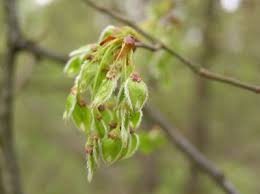 Attēlu rezultāti vaicājumam “Ulmus laevis flower”