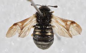 Attēlu rezultāti vaicājumam “Cimbicidae”