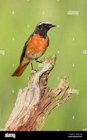 Attēlu rezultāti vaicājumam “Phoenicurus phoenicurus male”