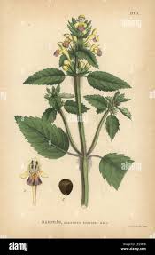 Attēlu rezultāti vaicājumam “Galeopsis speciosa”