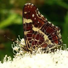 Attēlu rezultāti vaicājumam “Araschnia levana underside”
