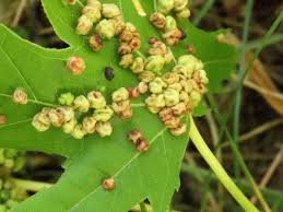 Attēlu rezultāti vaicājumam “Vasates quadripedes”