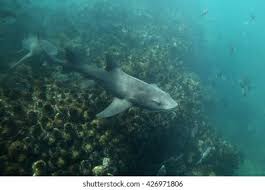 Image result for Triakis megalopterus