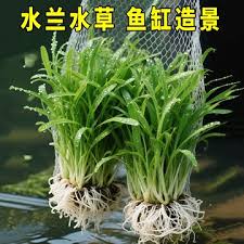 「扭蘭」的圖片搜尋結果