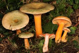 Attēlu rezultāti vaicājumam “Lactarius deterrimus”