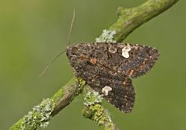 Attēlu rezultāti vaicājumam “Melanchra persicariae”