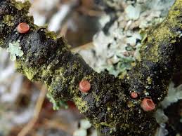 Attēlu rezultāti vaicājumam “Craterocolla cerasi”