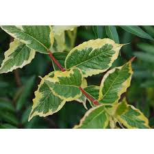 Attēlu rezultāti vaicājumam “Weigela praecox”