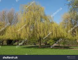 Attēlu rezultāti vaicājumam “Salix x sepulcralis”