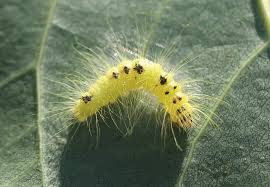 Attēlu rezultāti vaicājumam “Acronicta leporina larva”