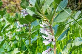 Attēlu rezultāti vaicājumam “Vicia faba flower”