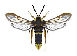 Attēlu rezultāti vaicājumam “Sesia apiformis”