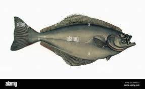 Image result for Hippoglossus hippoglossus