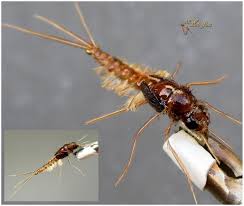 Attēlu rezultāti vaicājumam “Siphlonurus male”