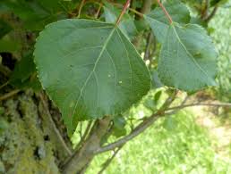 Attēlu rezultāti vaicājumam “Populus nigra leaf”