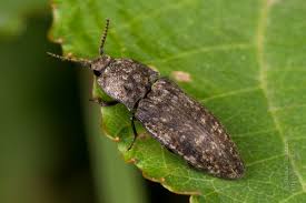 Attēlu rezultāti vaicājumam “Agrypnus murinus”