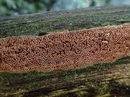 Attēlu rezultāti vaicājumam “Ceriporia purpurea”