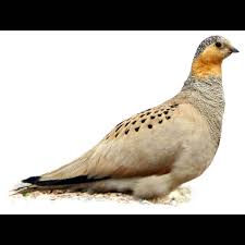 Image result for Syrrhaptes paradoxus