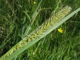 Attēlu rezultāti vaicājumam “Carex acutiformis”