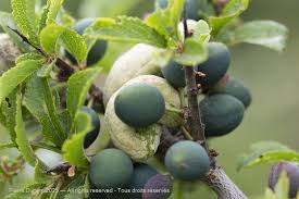 Attēlu rezultāti vaicājumam “Taphrina padi”