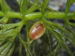 Attēlu rezultāti vaicājumam “Ceratophyllum submersum”