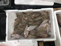 Image result for Pollachius virens