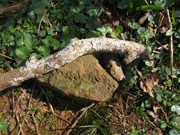 Attēlu rezultāti vaicājumam “Peniophora laurentii”