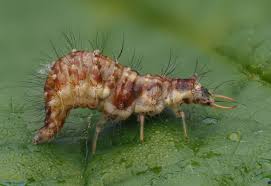 Attēlu rezultāti vaicājumam “Chrysopidae larva”
