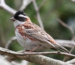 Image result for Emberiza rustica