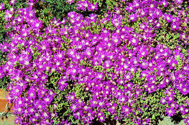 Image result for Mesembryanthemum criniflorum