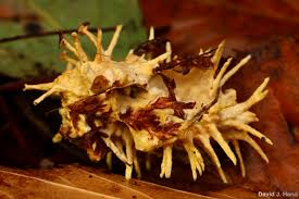 Attēlu rezultāti vaicājumam “Akanthomyces aculeatus”