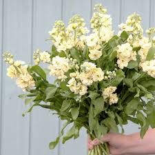 Image result for Levkoje