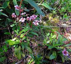 Attēlu rezultāti vaicājumam “Chimaphila umbellata”