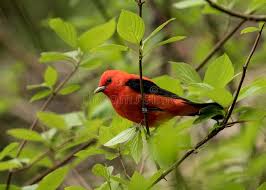 Image result for Piranga olivacea