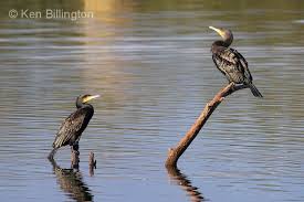 Image result for Phalacrocorax carbo