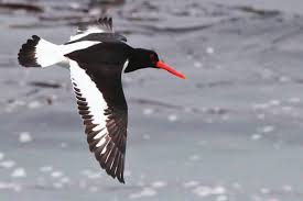 Attēlu rezultāti vaicājumam “Haematopus ostralegus adult”