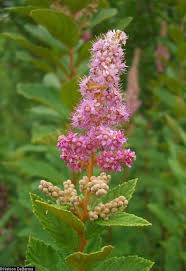 Attēlu rezultāti vaicājumam “Spiraea”