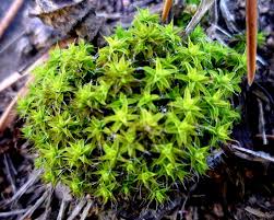 Attēlu rezultāti vaicājumam “Syntrichia ruralis var. ruralis”