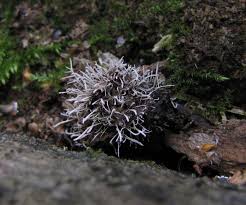 Attēlu rezultāti vaicājumam “Tilachlidium brachiatum”