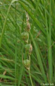 Attēlu rezultāti vaicājumam “Gladiolus imbricatus leaf”