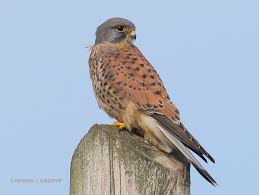 Attēlu rezultāti vaicājumam “Falco tinnunculus adult”