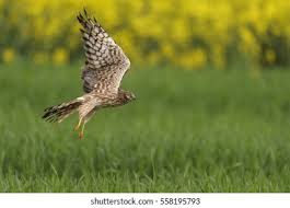 Attēlu rezultāti vaicājumam “Circus pygargus adult”