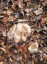 Attēlu rezultāti vaicājumam “Collybia sp.”